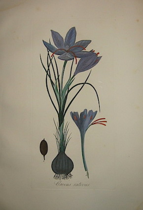 Tenore V. - Pasquale G.A. Crocus sativus 1872 Napoli 